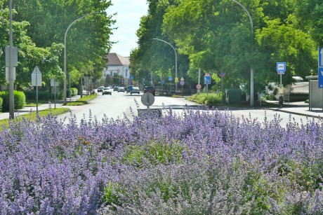 Virágzásban az évelő növények - egyre több ilyen ágyást alakít ki a Városgondnokság